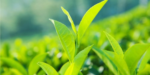 Does Green Tea Really Help Treat Multiple Sclerosis Symptoms?